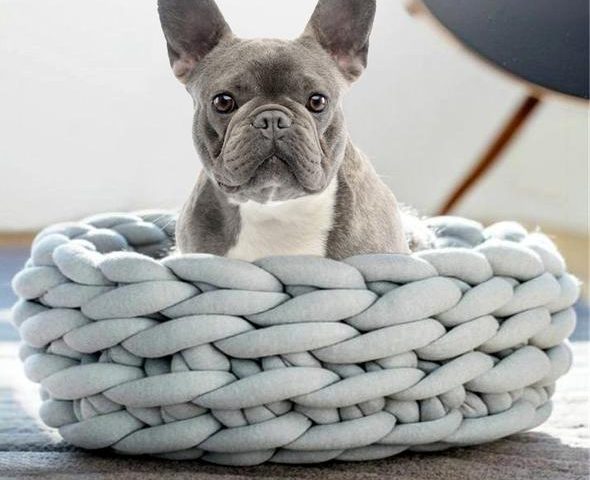 french bulldogs get cold