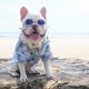frenchie world