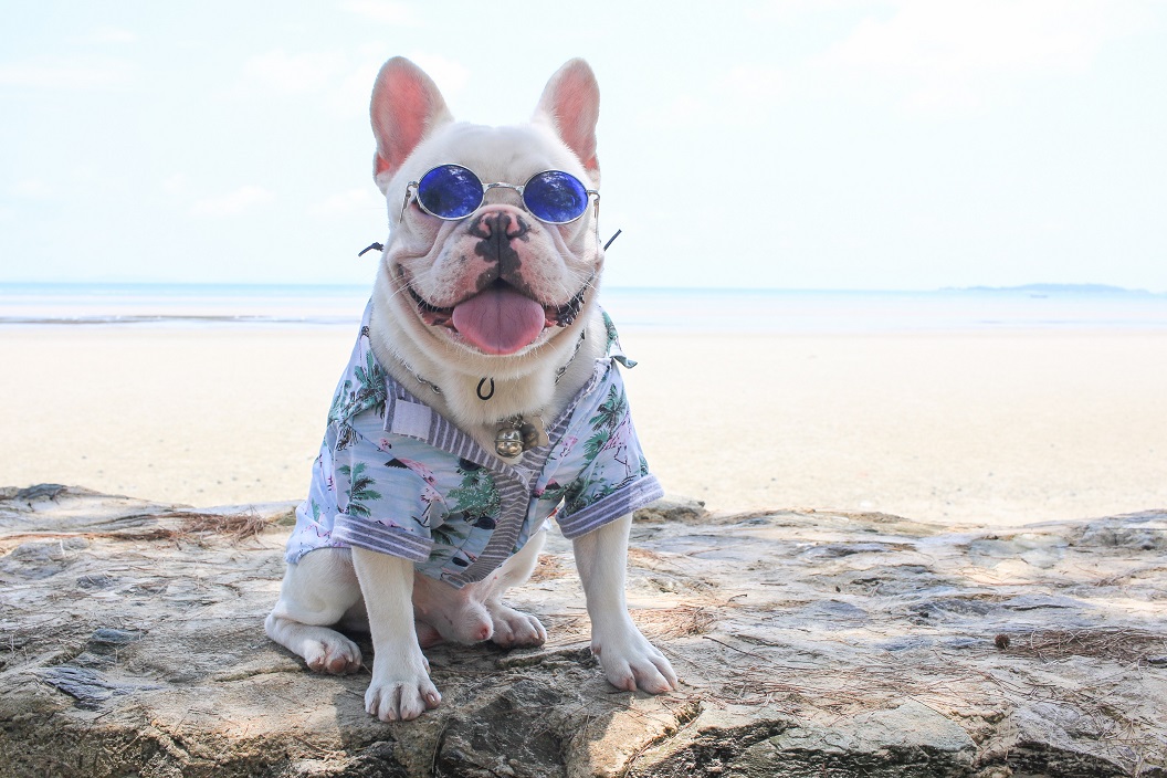 frenchie world