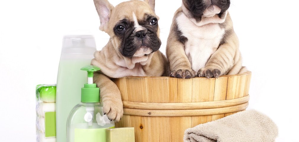 bathe a french bulldog