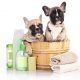 bathe a french bulldog
