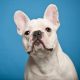 dry eye syndrome in french bulldogs