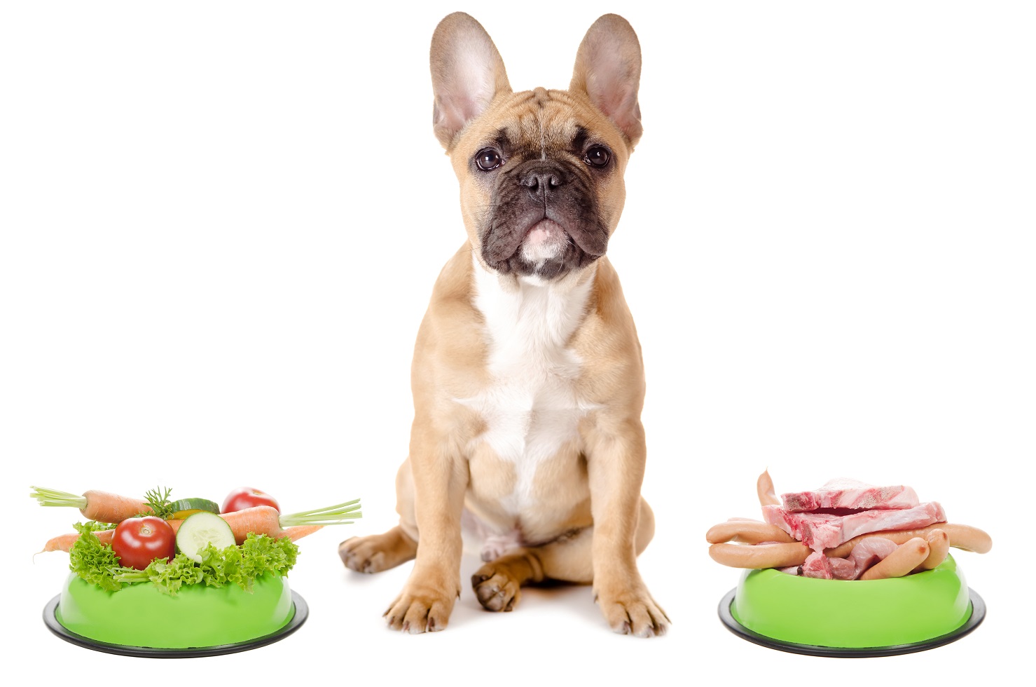 french bulldogs poop