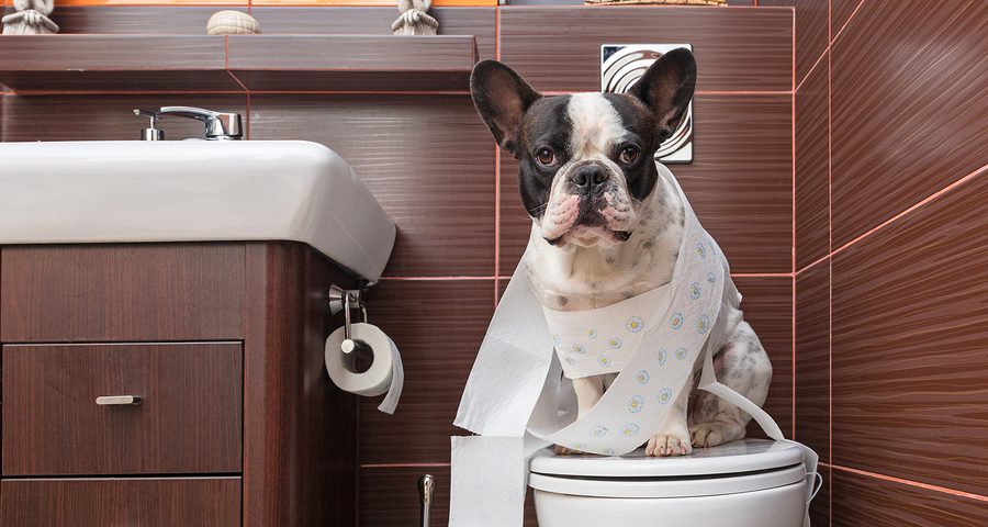 french bulldogs poop