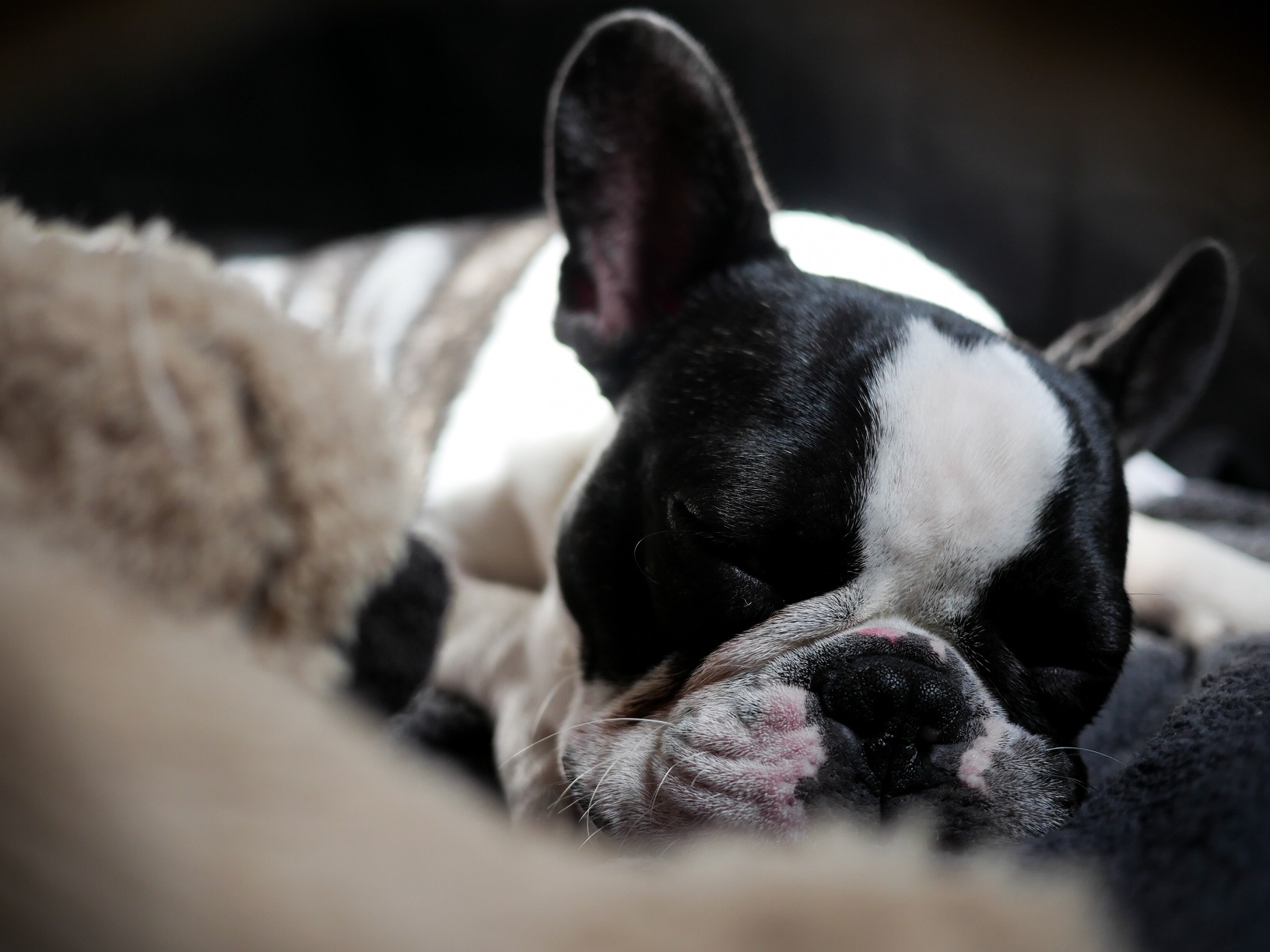 french bulldogs poop