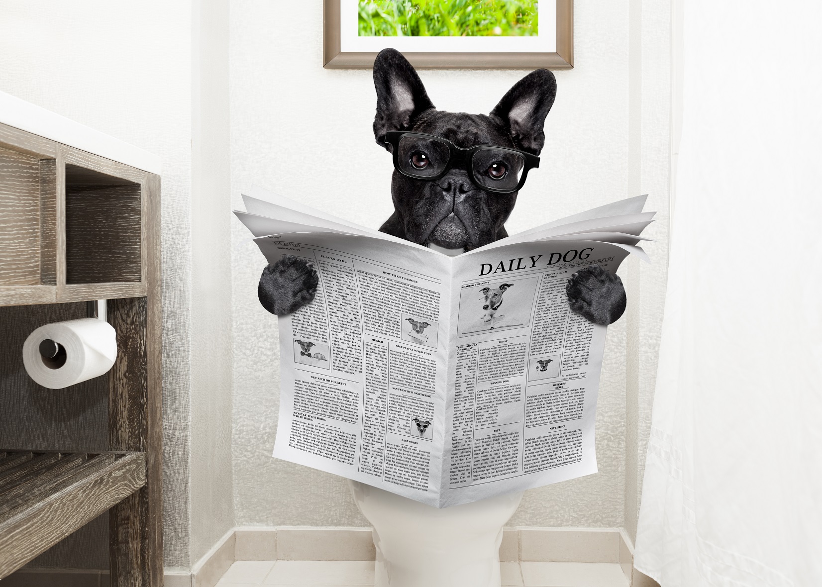french bulldogs poop
