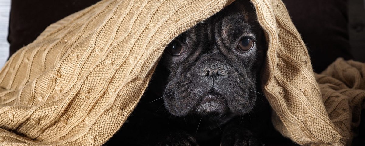 are french bulldogs inside or outside dogs