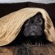 are french bulldogs inside or outside dogs