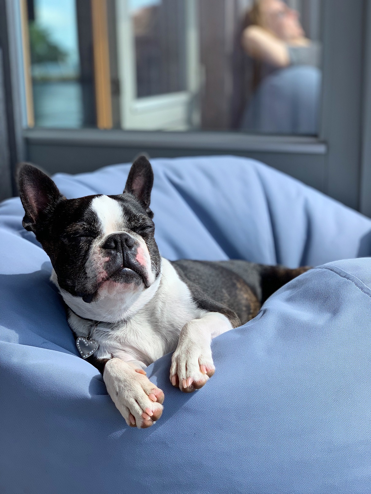 french bulldog wont eat