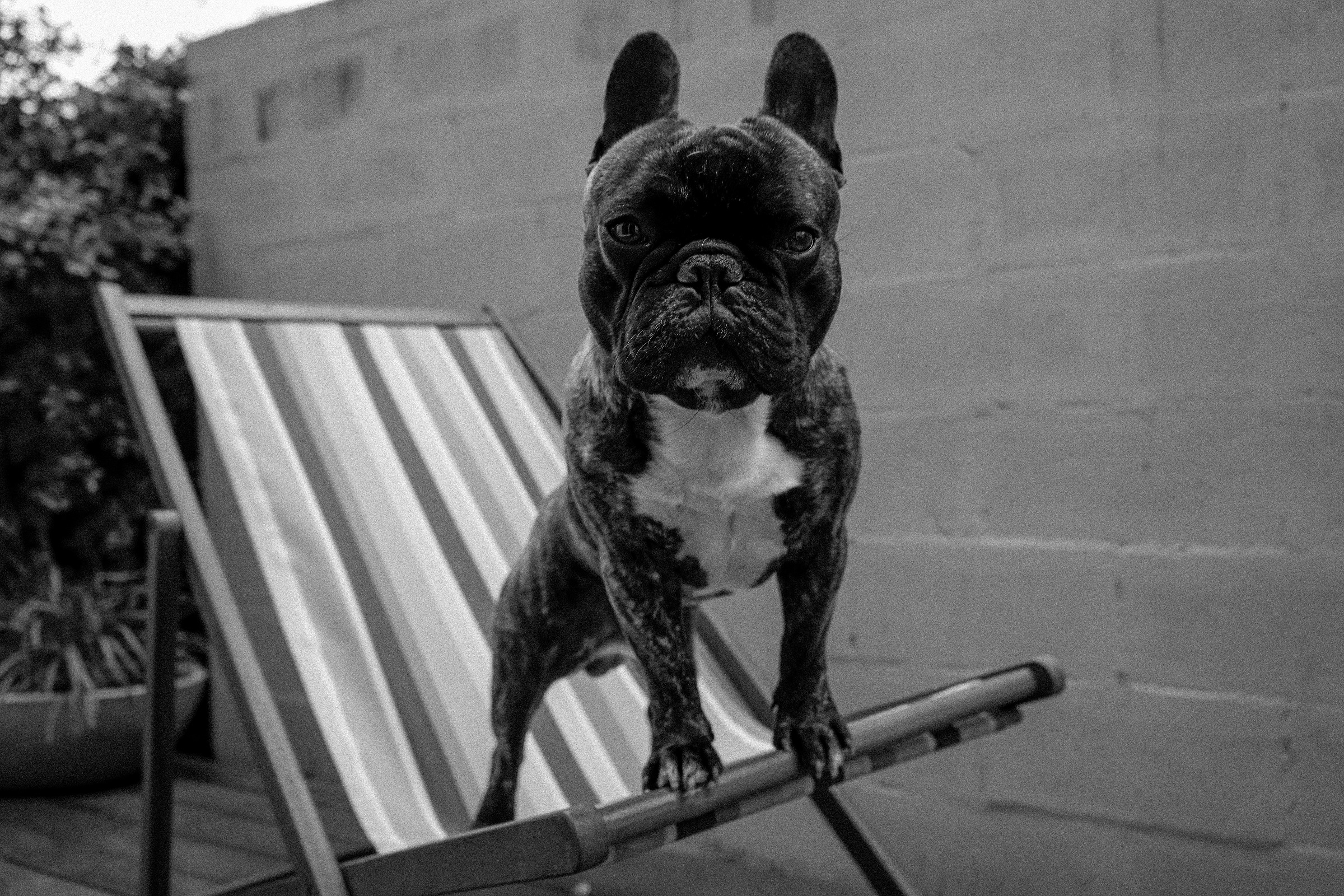 french bulldog wont eat