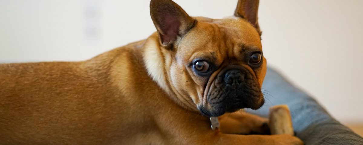 french bulldog won't eat