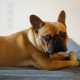 french bulldog won't eat