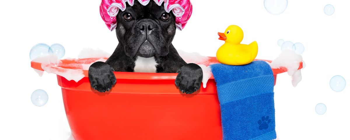 shampoo for a french bulldog
