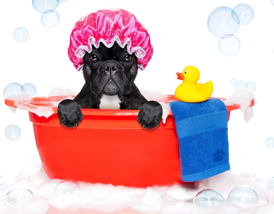 shampoo for a french bulldog
