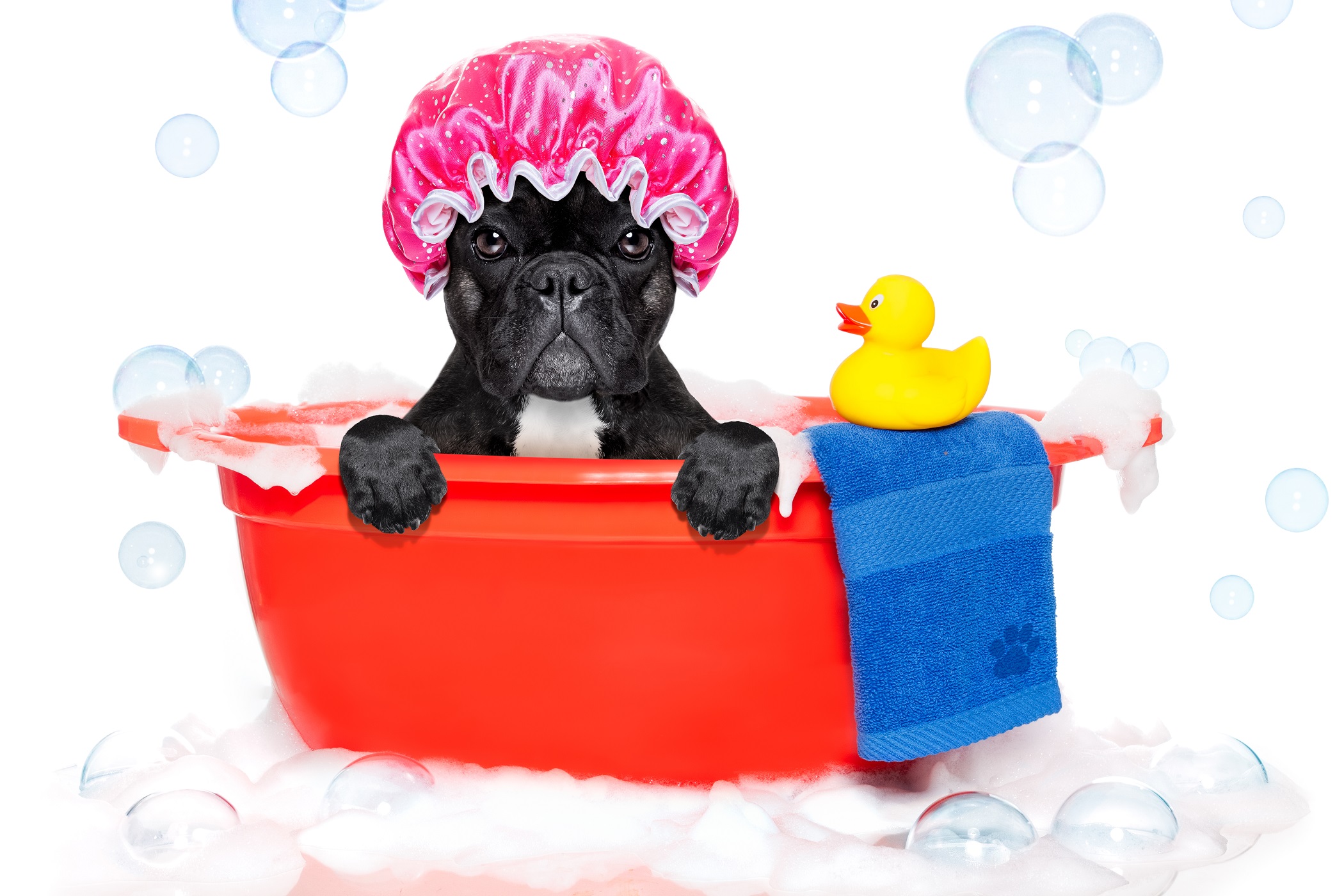 shampoo for a french bulldog