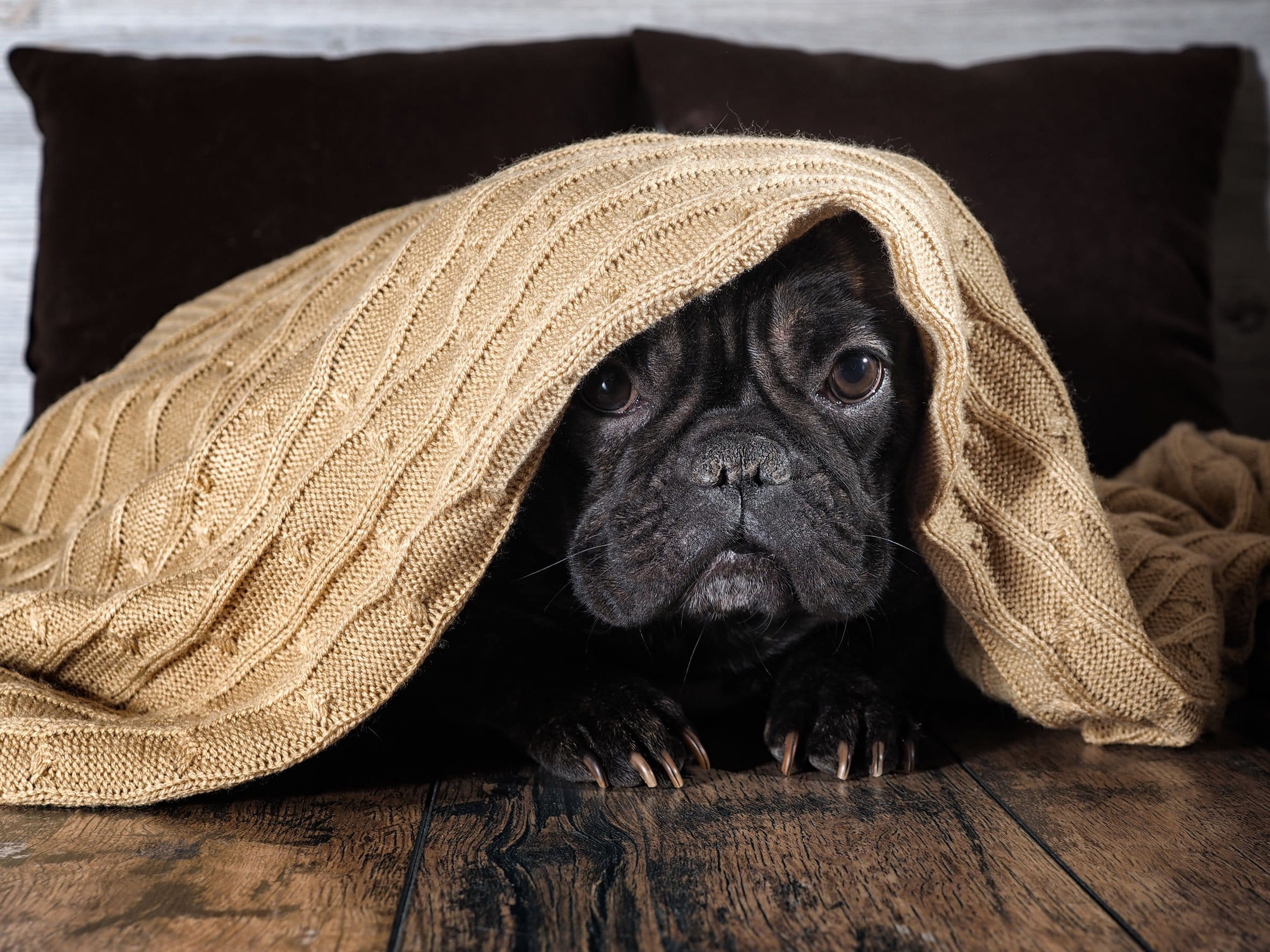 introducing a frenchie to a new pet
