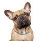 french bulldog ear cleaner