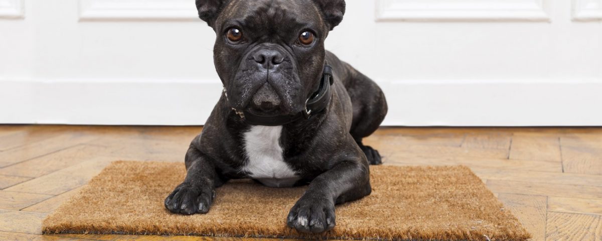 collars for french bulldogs