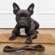 collars for french bulldogs