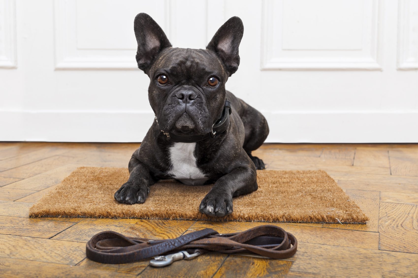 collars for french bulldogs