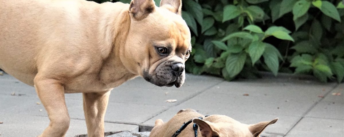 introducing a frenchie to a new pet