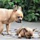 introducing a frenchie to a new pet
