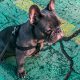 french bulldog harness