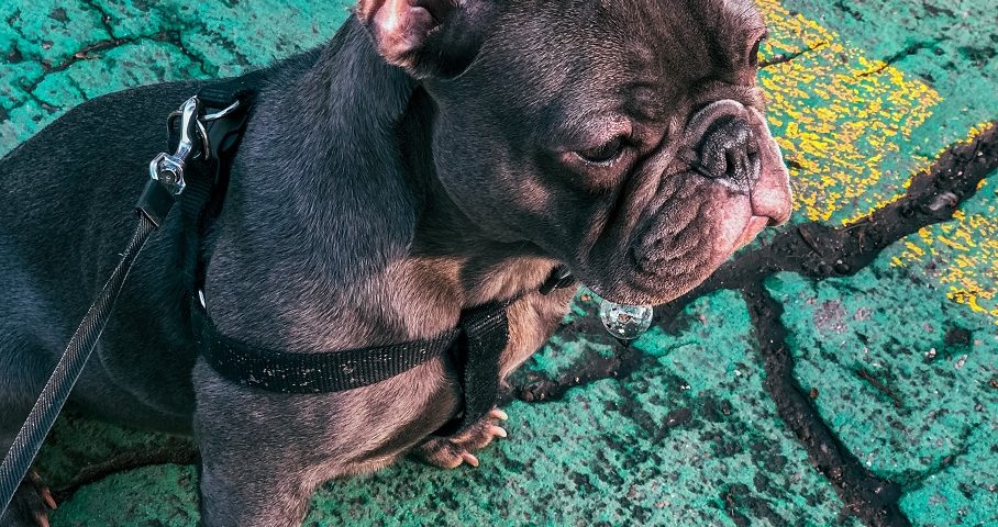french bulldog harness
