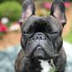 french bulldog lifespan