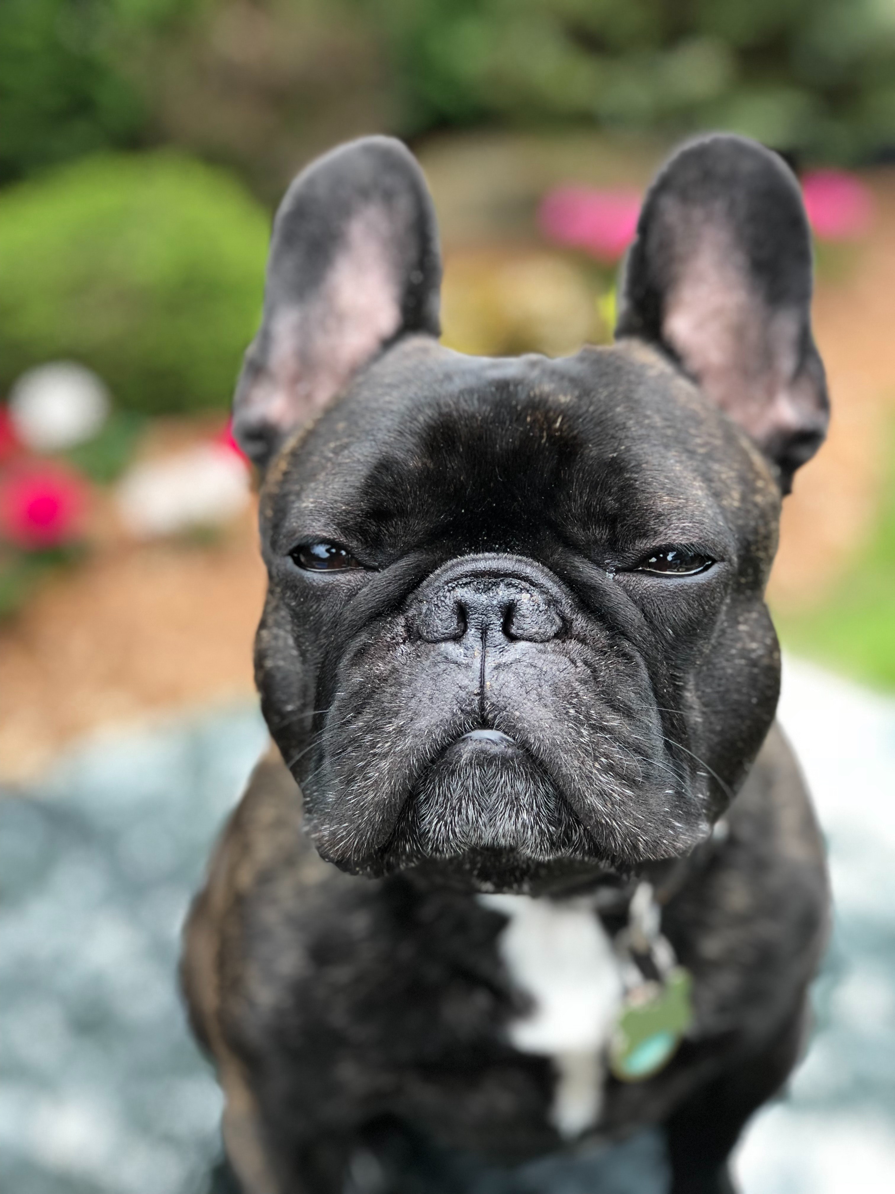 introducing a frenchie to a new pet