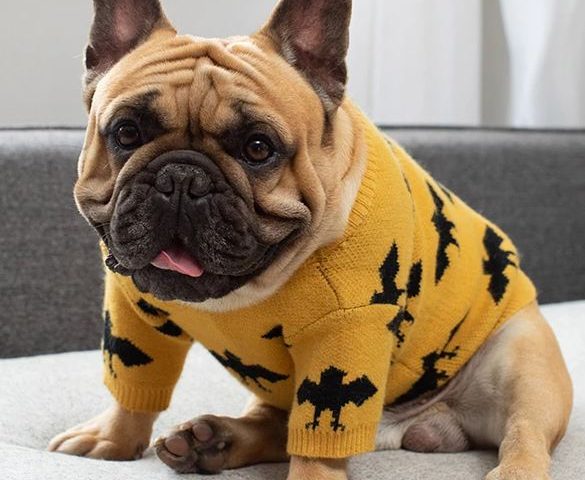 french bulldog sweaters