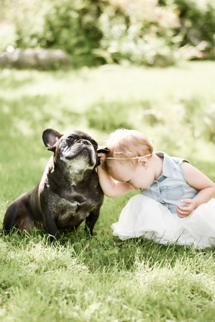 How to protect a French bulldog against ticks and fleas