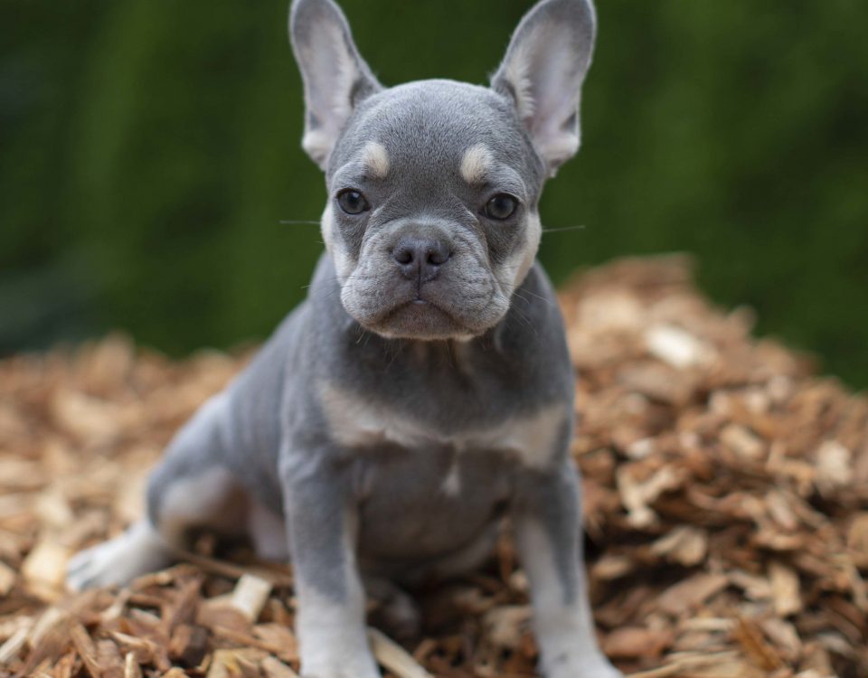 rare french bulldog colors