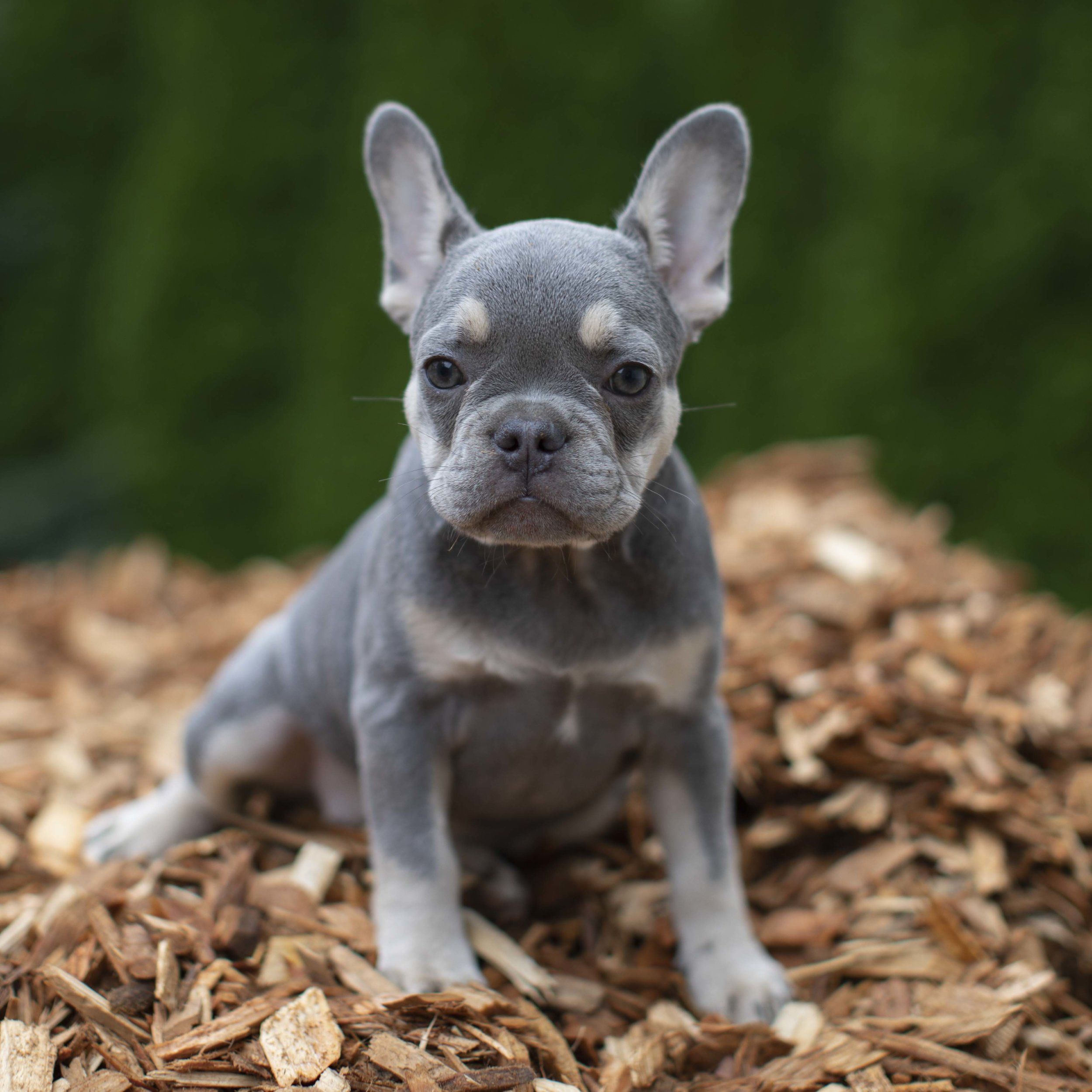 lilac french bulldog