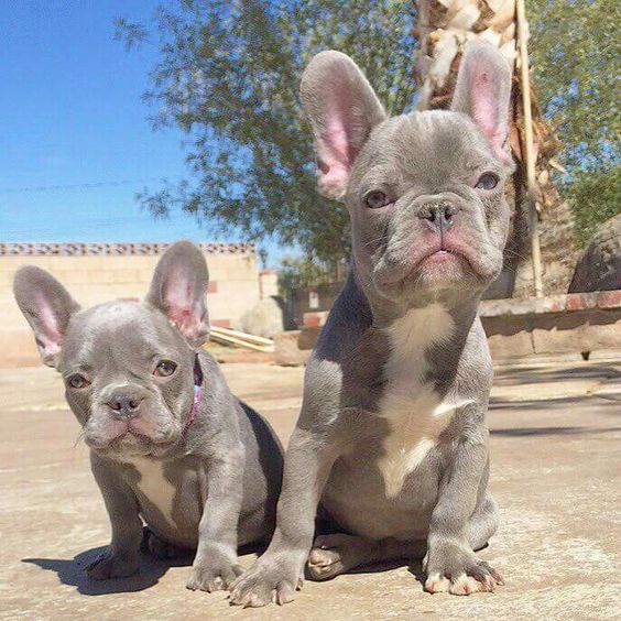 french bulldog training