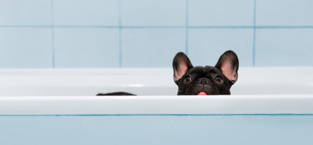 how often to bathe a french bulldog