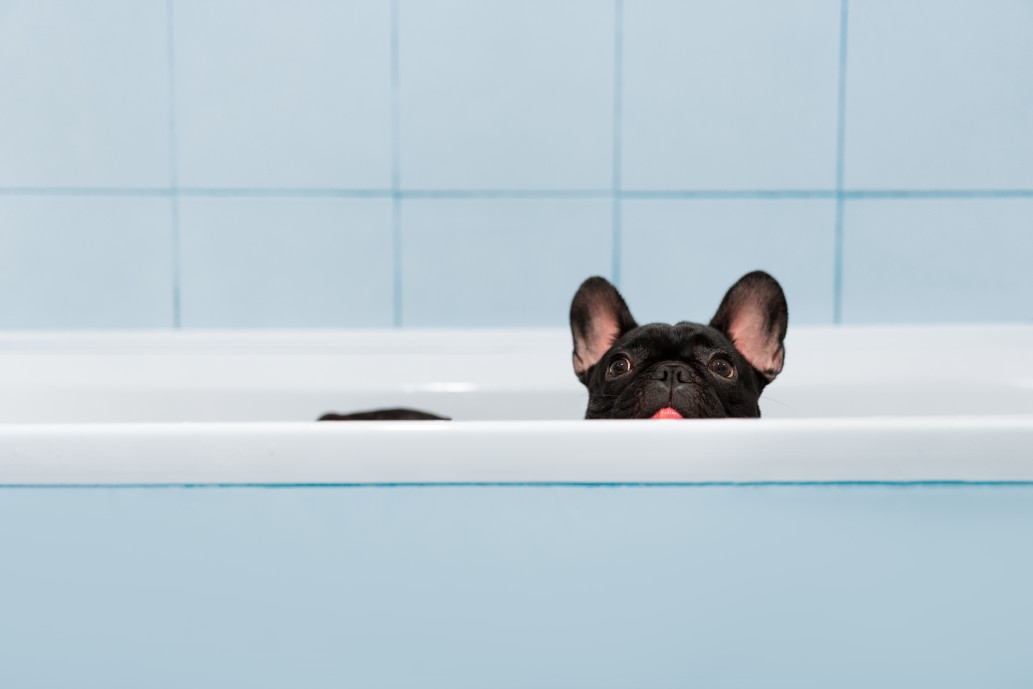 how often to bathe a french bulldog