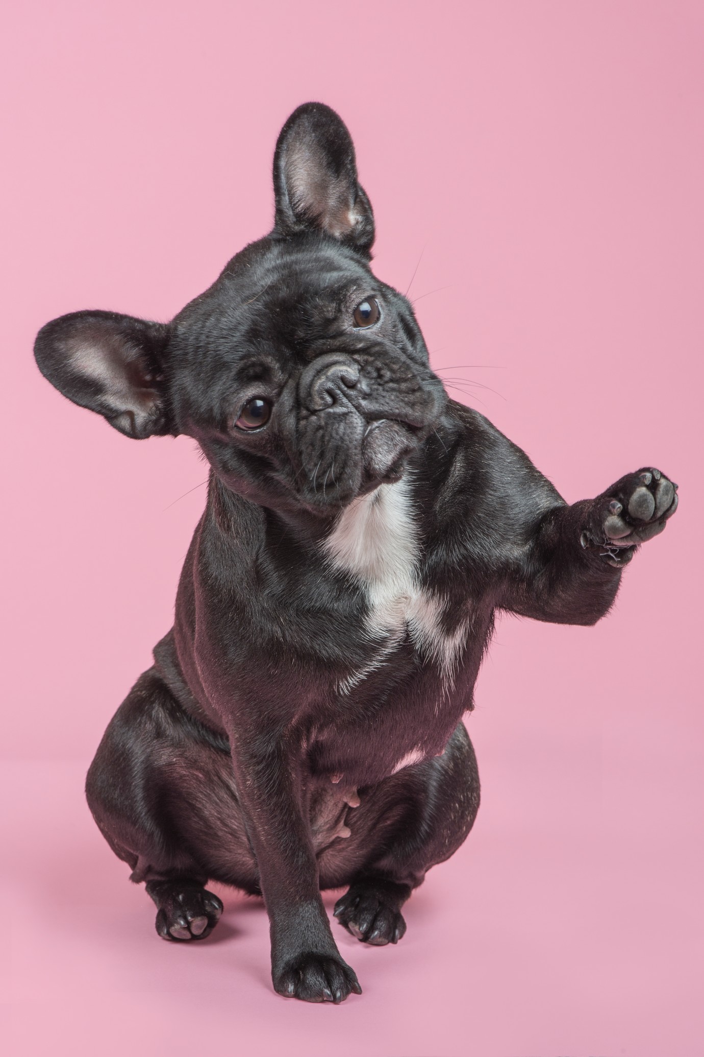 how often to bathe a french bulldog