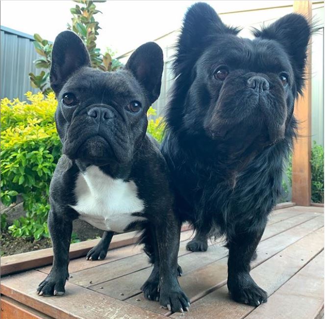 long haired french bulldog