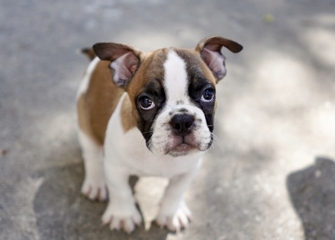 Why does my French bulldog have runny poop