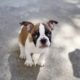 Why does my French bulldog have runny poop