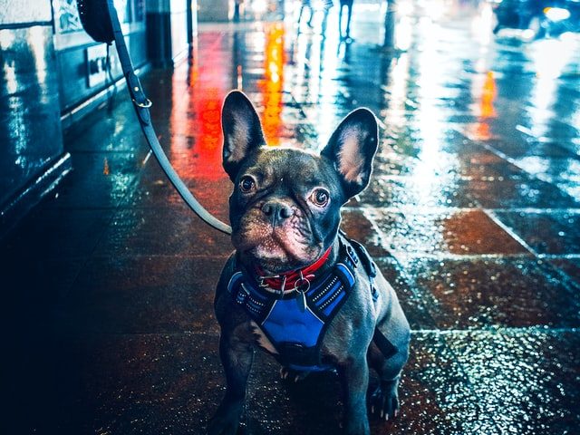 frenchie harnesses