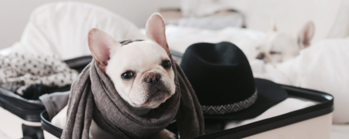 travel with a french bulldog