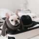travel with a french bulldog