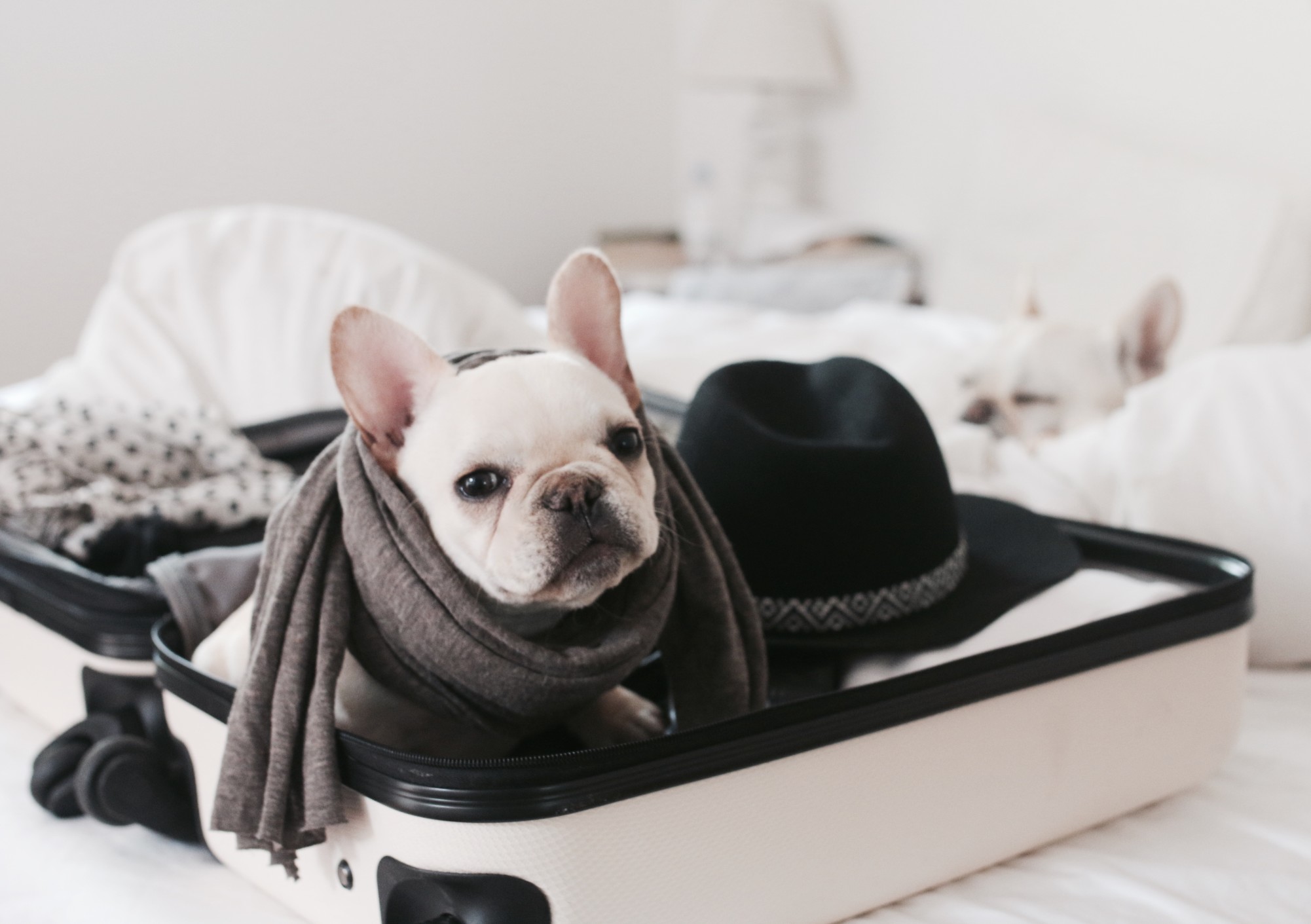 travel with a french bulldog