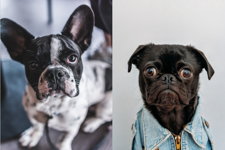 french bulldog vs pug