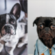 french bulldog vs pug