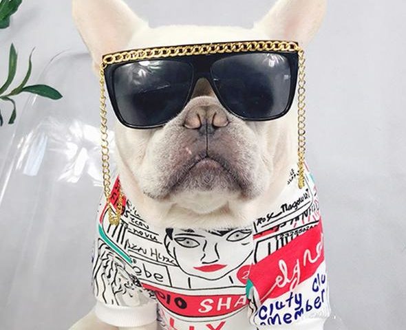 clothes for french bulldogs