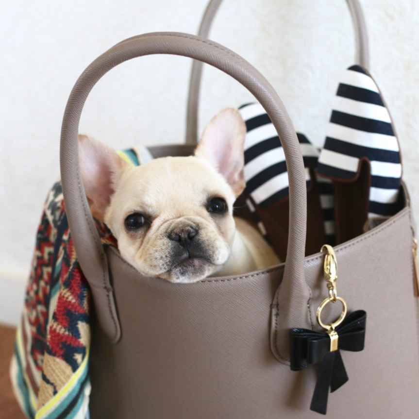 travel with a french bulldog