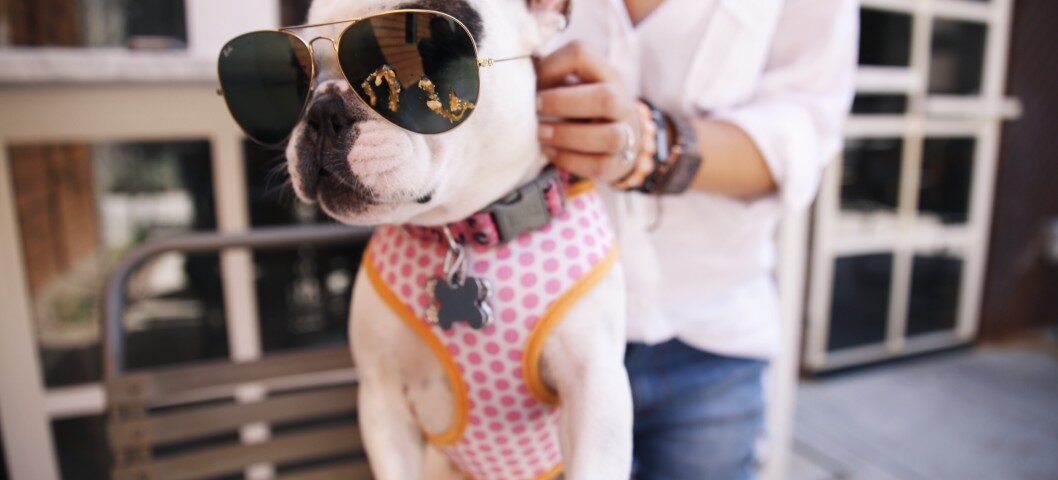 frenchie harnesses